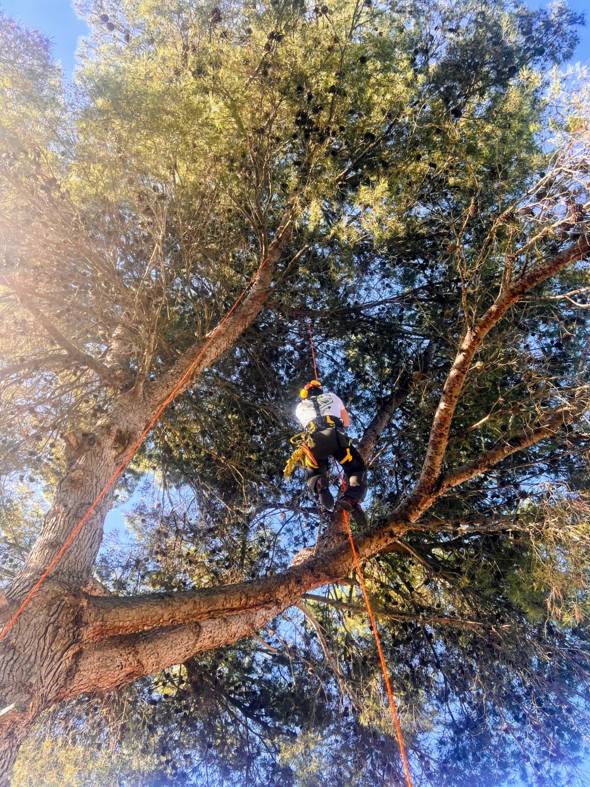 Manzer Agroforestal equipo