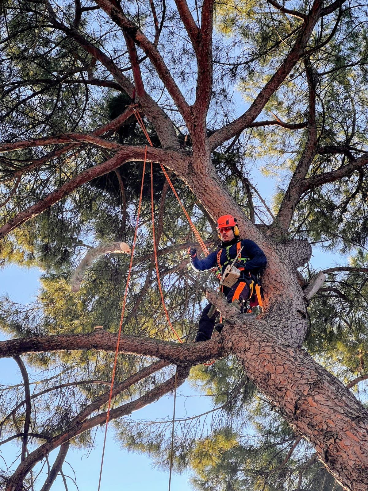 Trabajos forestales Manzer Agroforestal